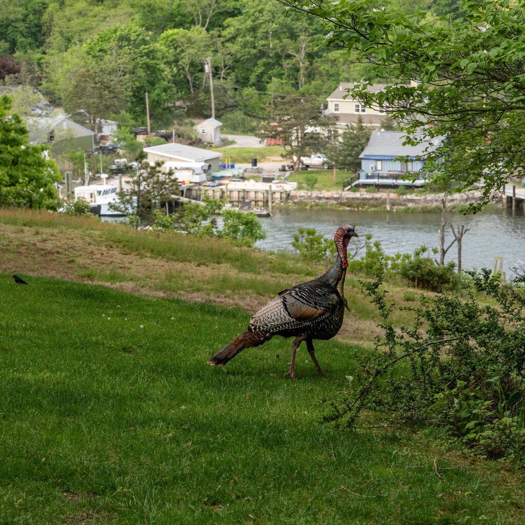 A turkey wanders across grass near a marina.