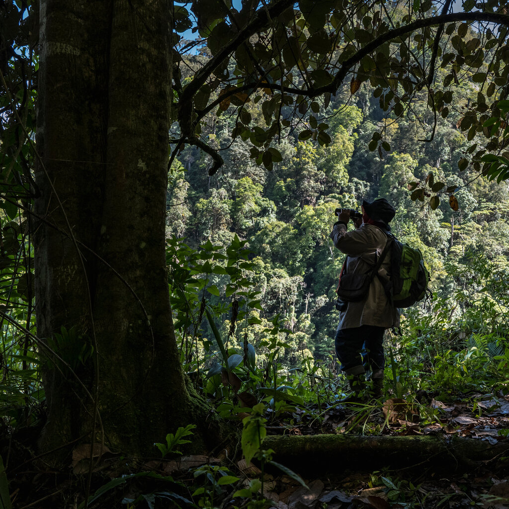 A woman uses binoculars to look out from a clearing in a forest. 