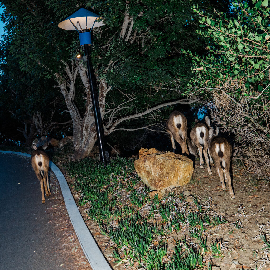 Several deer walking on or near a roadway in twilight. 