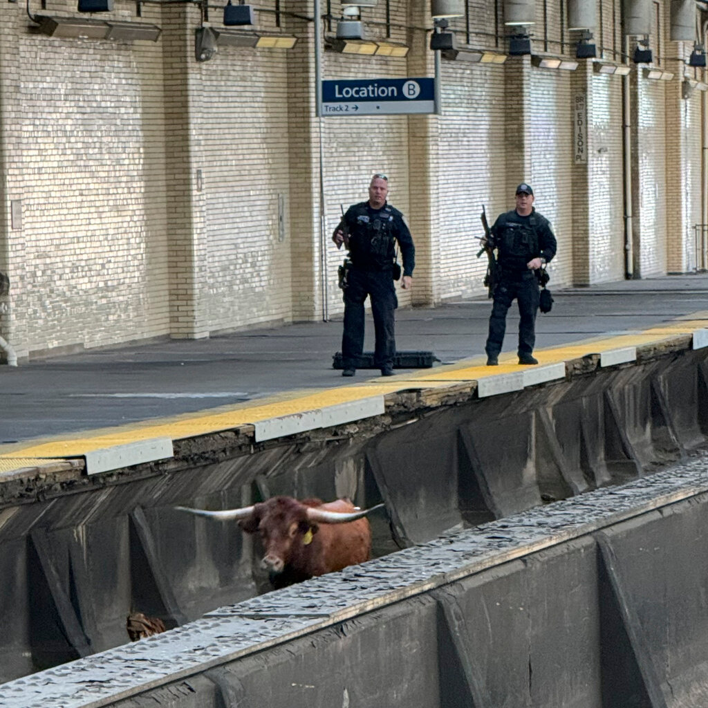 A brown bull with long horns stands on an outdoor train track as two police officers watch from the platform.