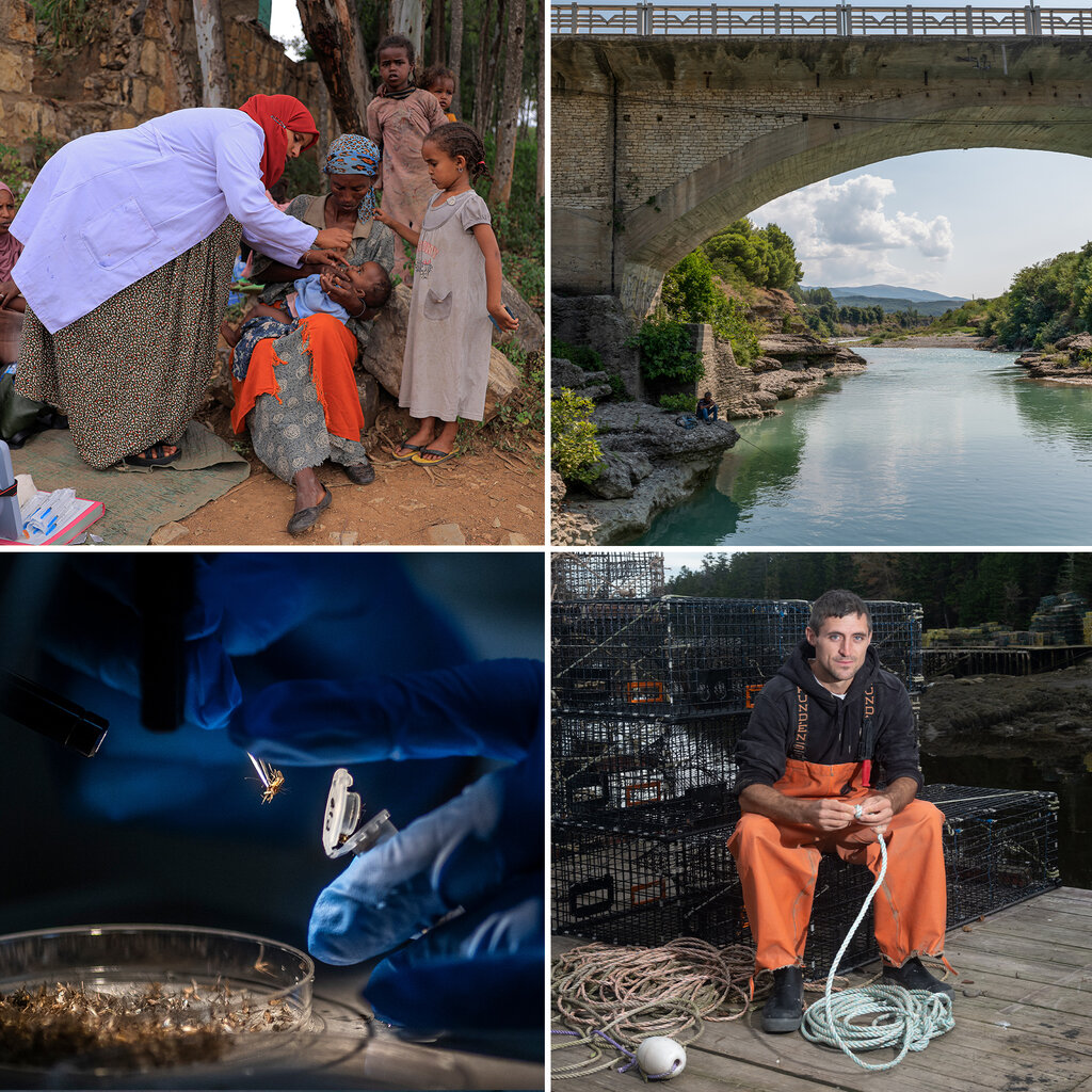 A composite of four images, clockwise from top left: A doctor surrounded by children gives a baby medicine; a river surrounded by trees and a large stone bridge; a person with blue gloves on holds a mosquito; a fisherman sits on a cage while holding a rope. 