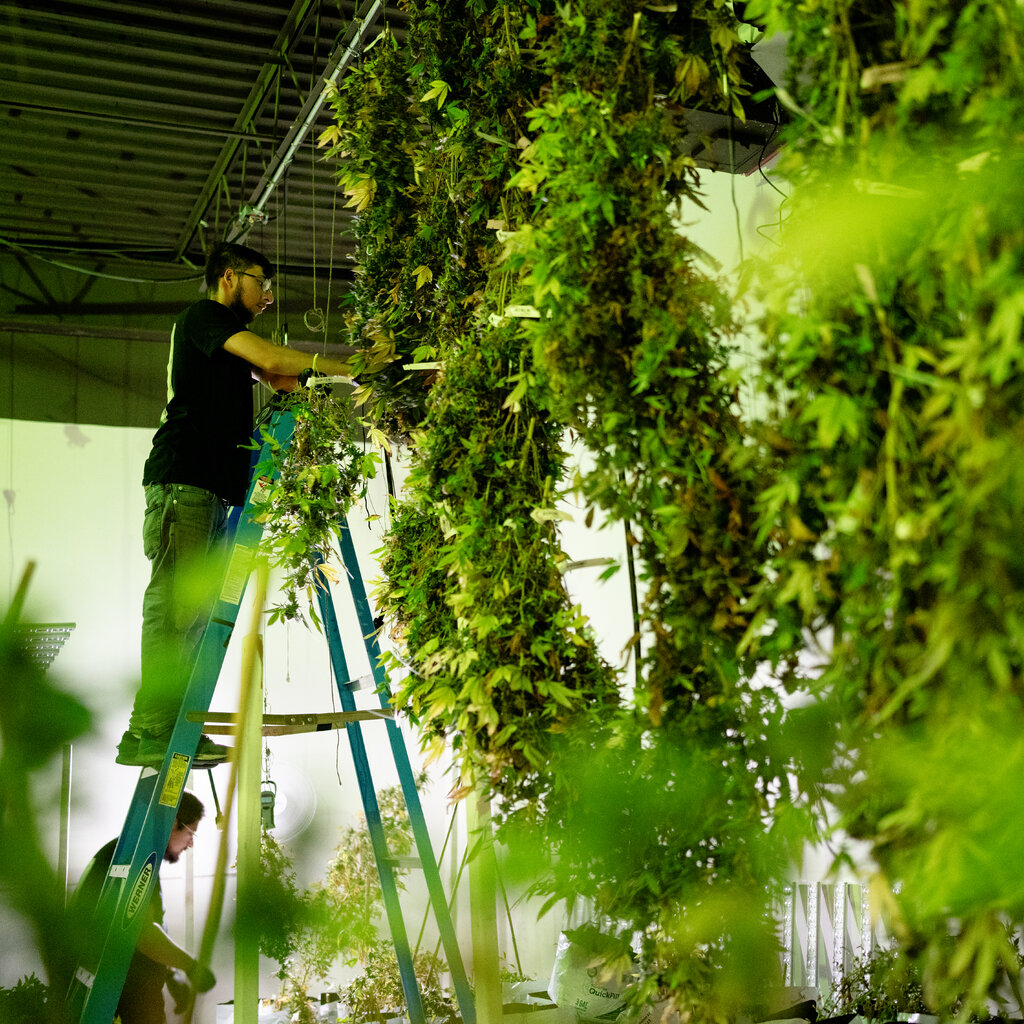A worker stands on a ladder and tends to hanging plants. 
