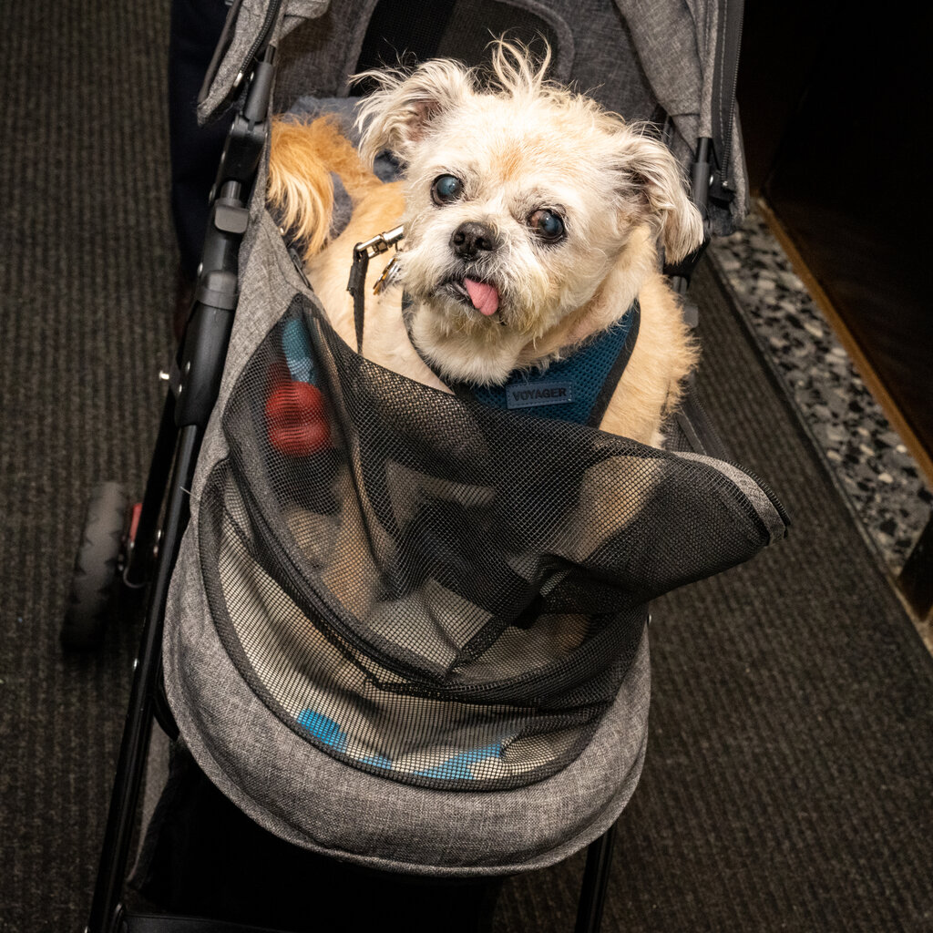 A small, tan dog looks up from the baby stroller in which it sits, tongue lolling.