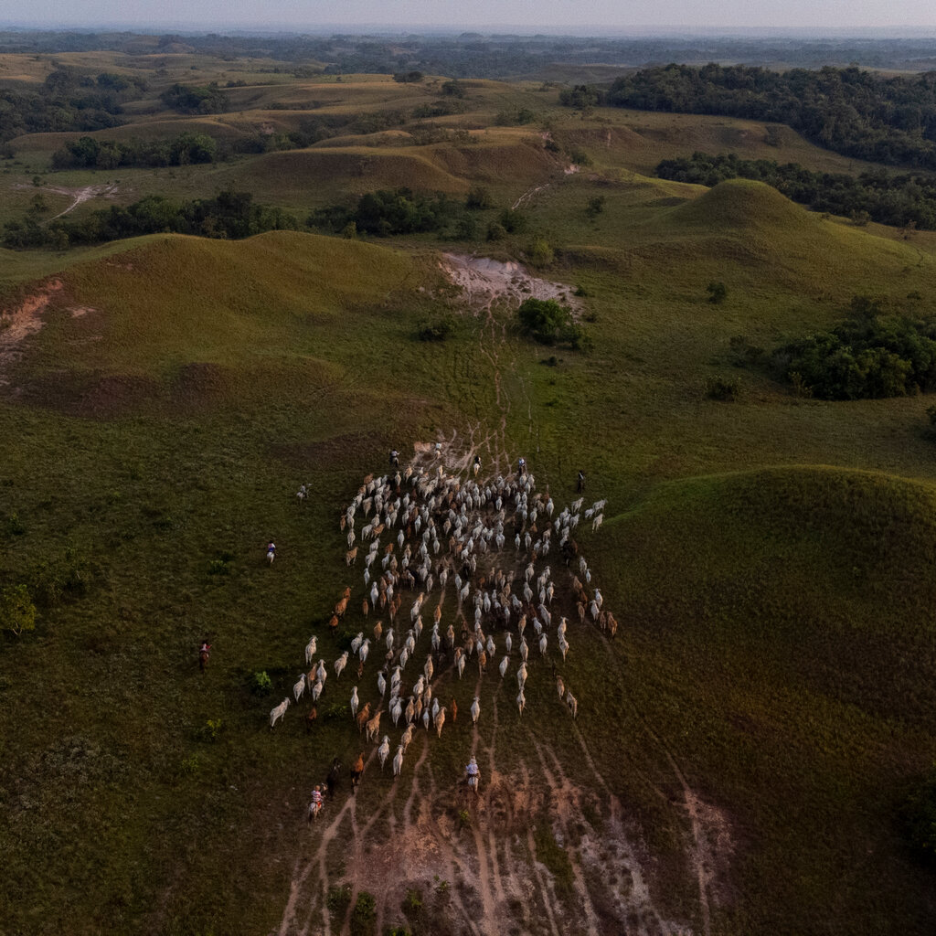An aerial view looking down on a herd of cattle moving through bumpy green hills