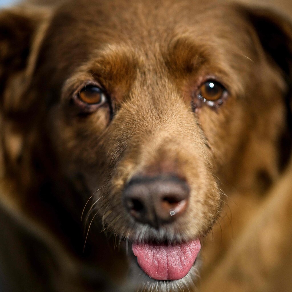 A brown dog in close-up with his tongue visible.
