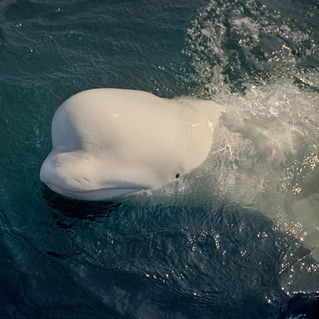 A beluga whale looks up with his head above the water.