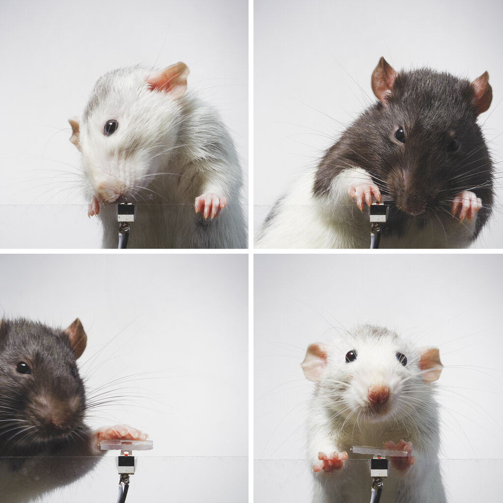 White and brown rats tap a button that will take their photo. 