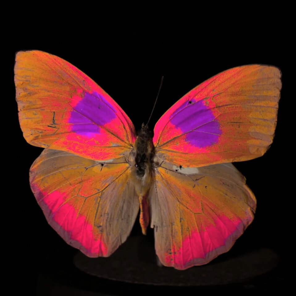 A colorful image of a butterfly on black background. 