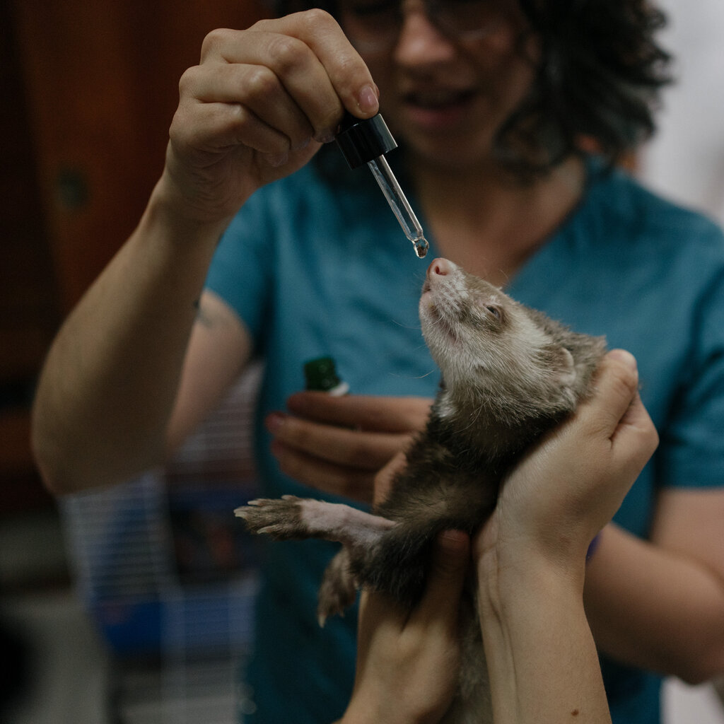 A ferret receives medicine from a dropper that is held by a woman in a blue shirt.