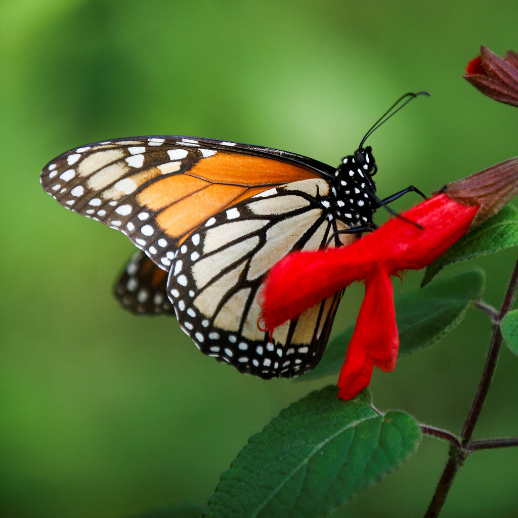 A monarch butterfly with black, white and orange markings sits on a leaf next to a red flower.
