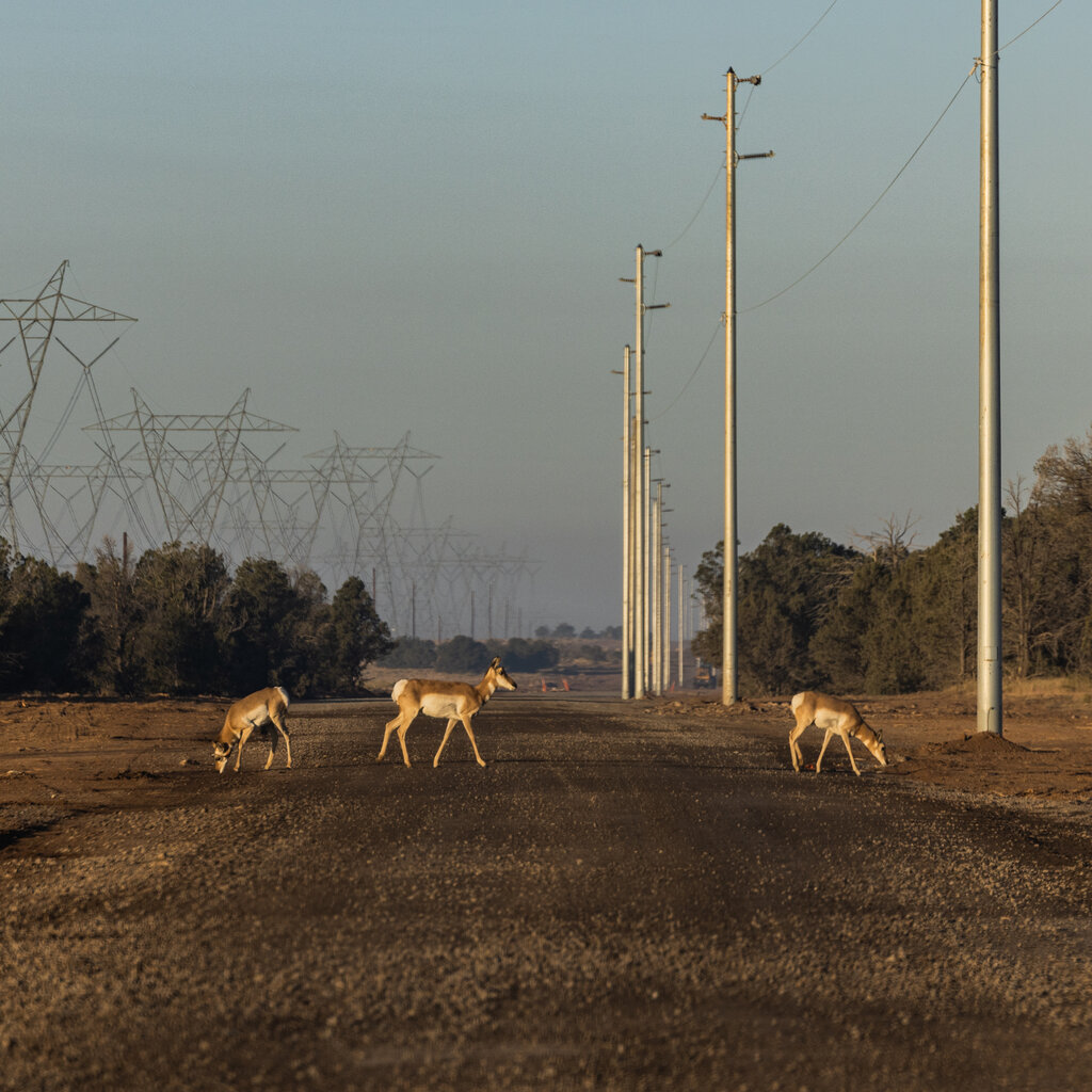 Three antelope-like creatures cross a dirt road. Power lines run overhead. 