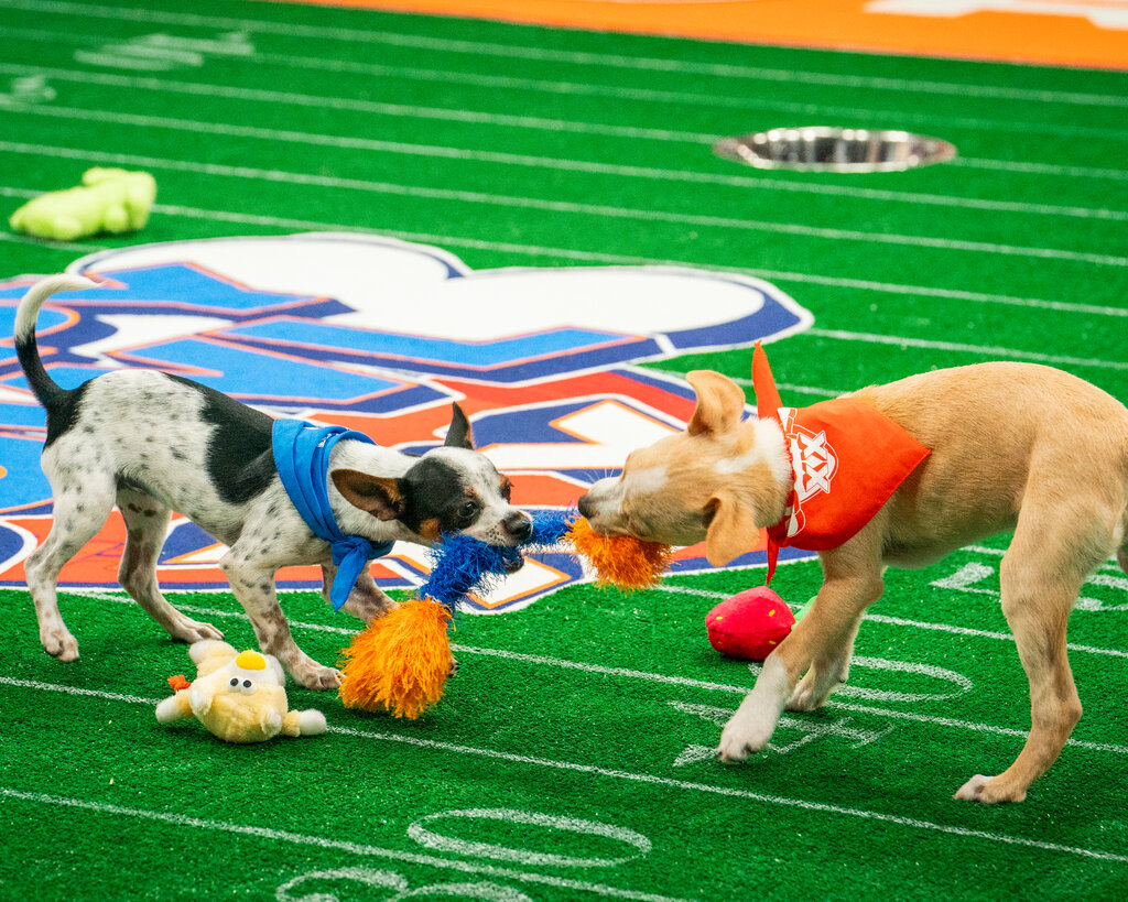 Two small dogs pull on either end of an orange and blue chew toy while standing on a small football field.