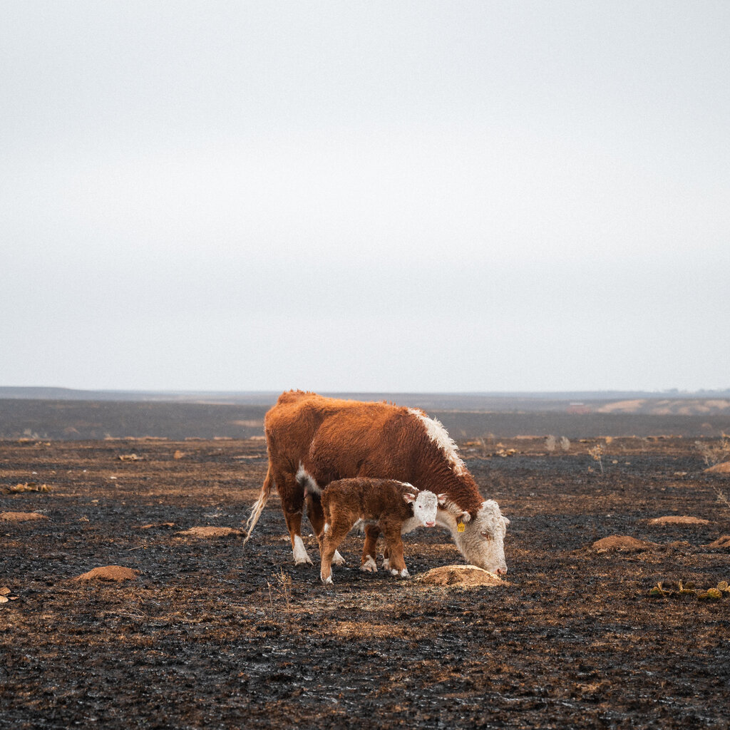 A cow and a calf on burned ground.