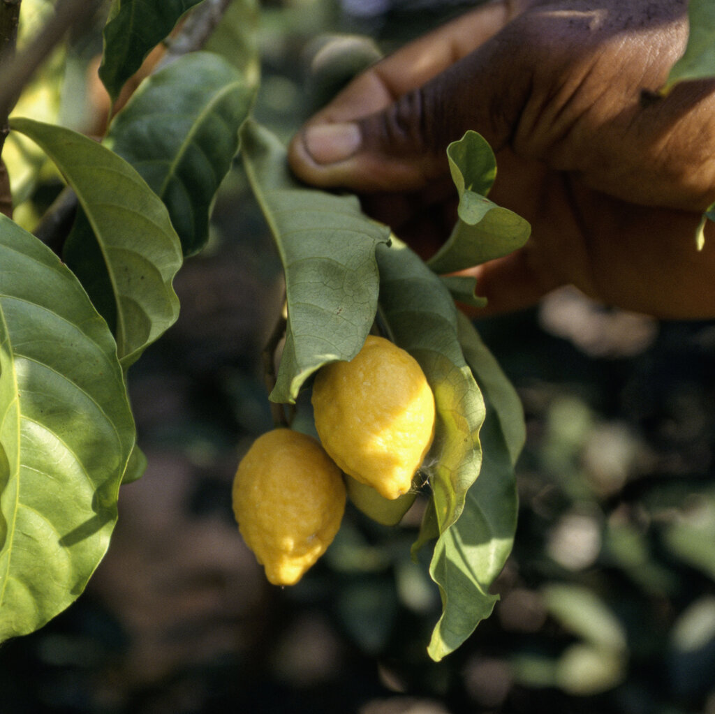 A person's hand on a branch with a cluster of small yellow fruit on branches and green leaves.