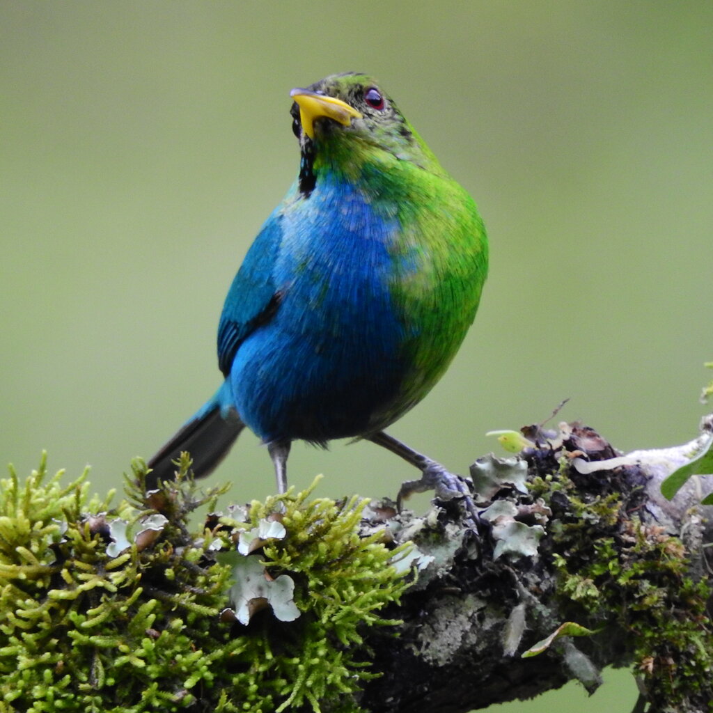 A bird on a log with a blue and green chest and yellow beak.