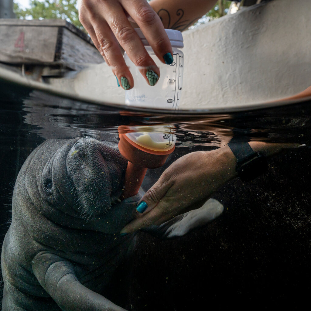 A manatee being bottle fed. 