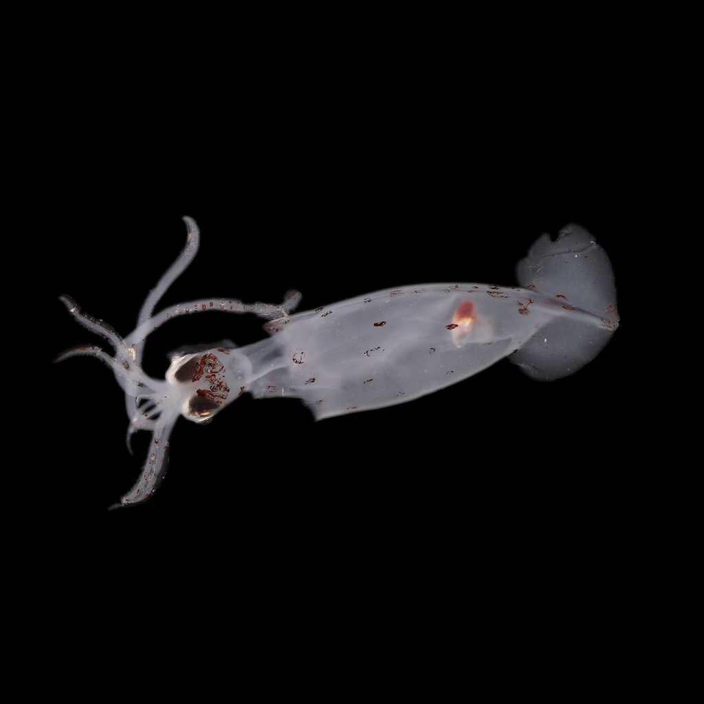 A translucent sea squid against a black backdrop. 