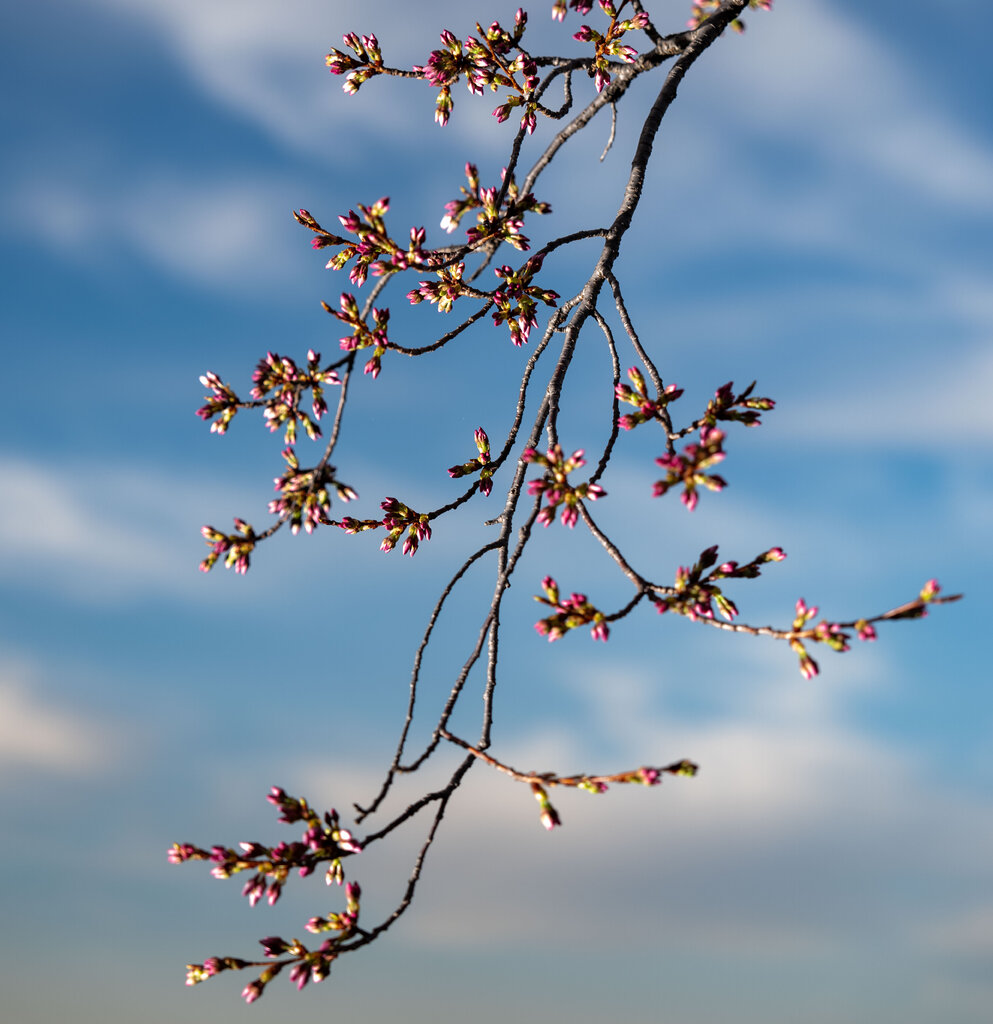 The branch of a cherry tree against a blue sky. 