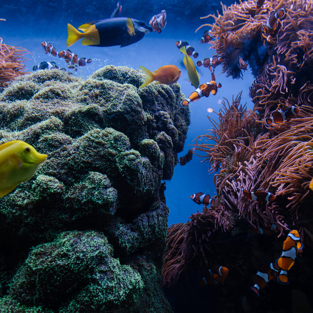 Colorful fish, some with orange, black and white stripes, others blue with yellow tails, swim in an aquarium tank with coral formations.