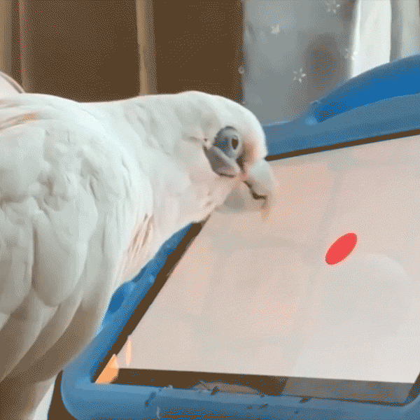 A gray parrot stands on a wooden stick near its cage and uses its tongue to tap a circle moving on a tablet in front of it.