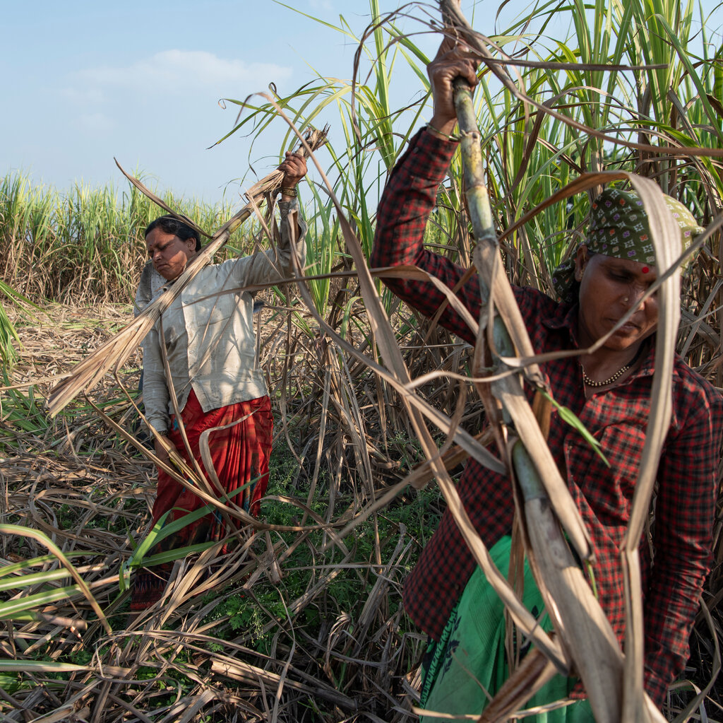 Two women working in a sugar cane field. 