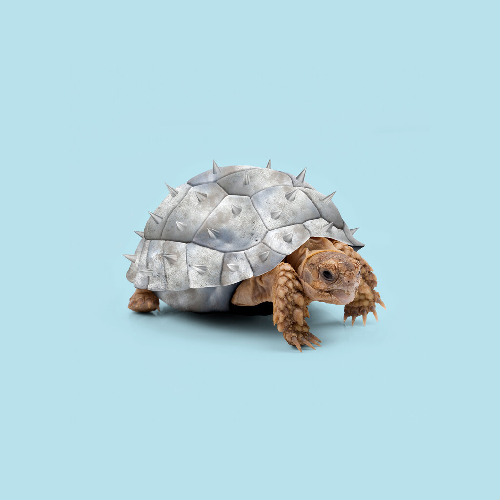 An image of a tortoise with a gray spiked shell. 