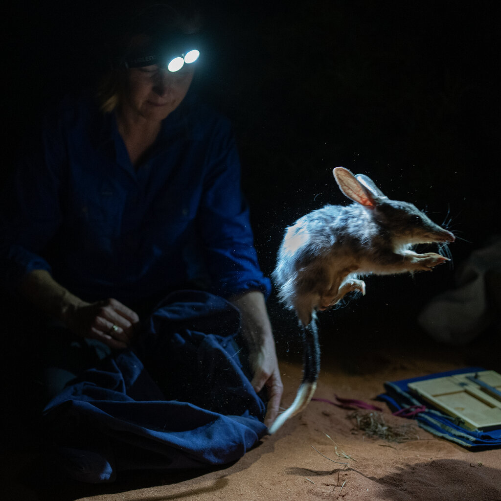 A woman crouched in the dark with a torch headband releasing a bilby. 