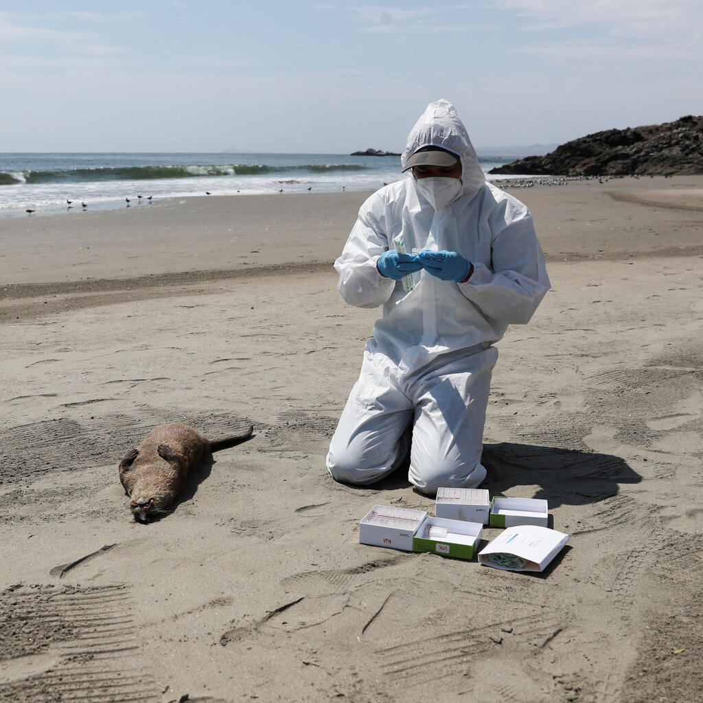 A health worker in white protective gear, a mask and blue rubber gloves kneels on a beach where an otter lies on its back. The worker prepares a swab to take samples from the otter.
