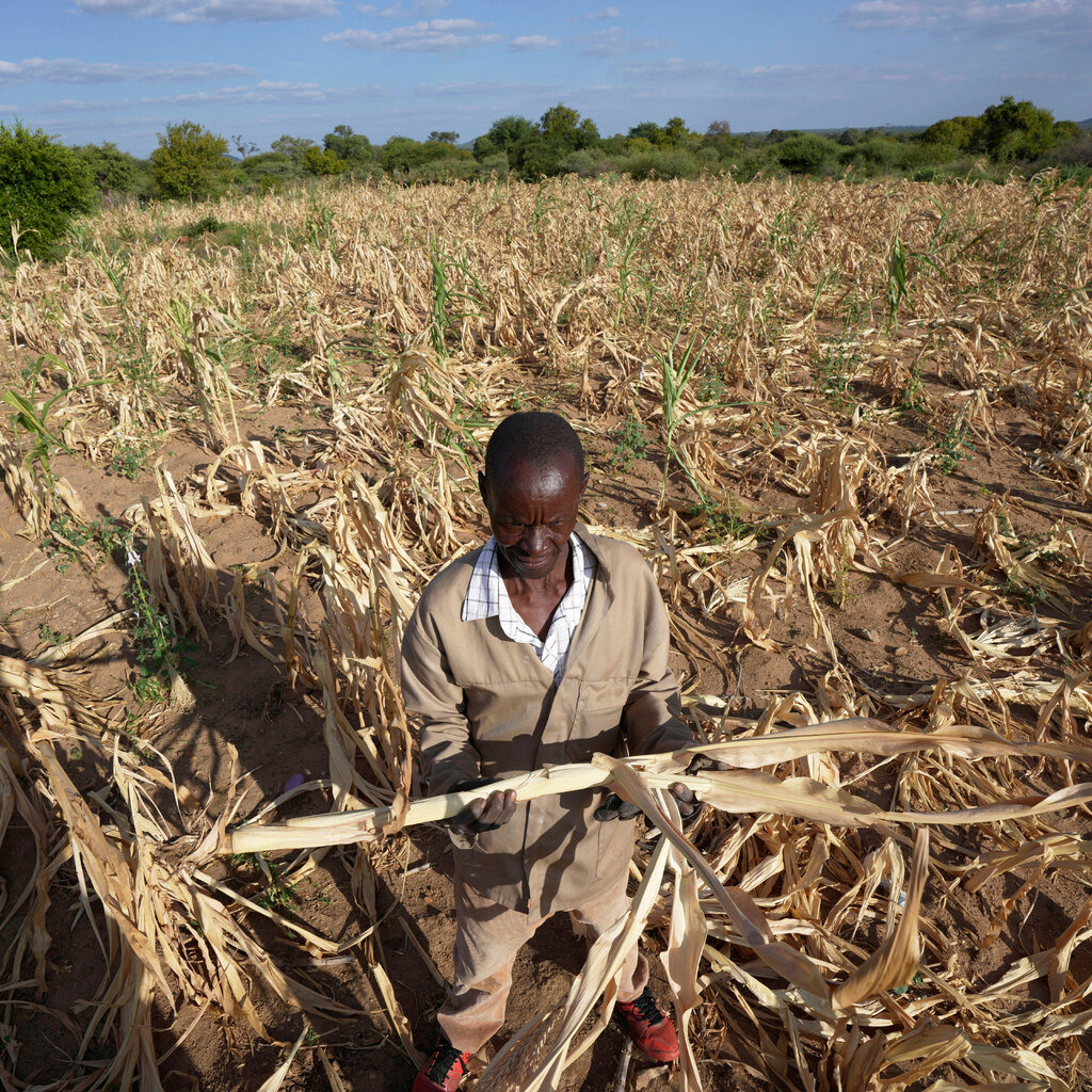 A man wearing a tan jacket and red shoes stands in a dusty field amid rows of dead corn, holding a dried stalk in two hands. 