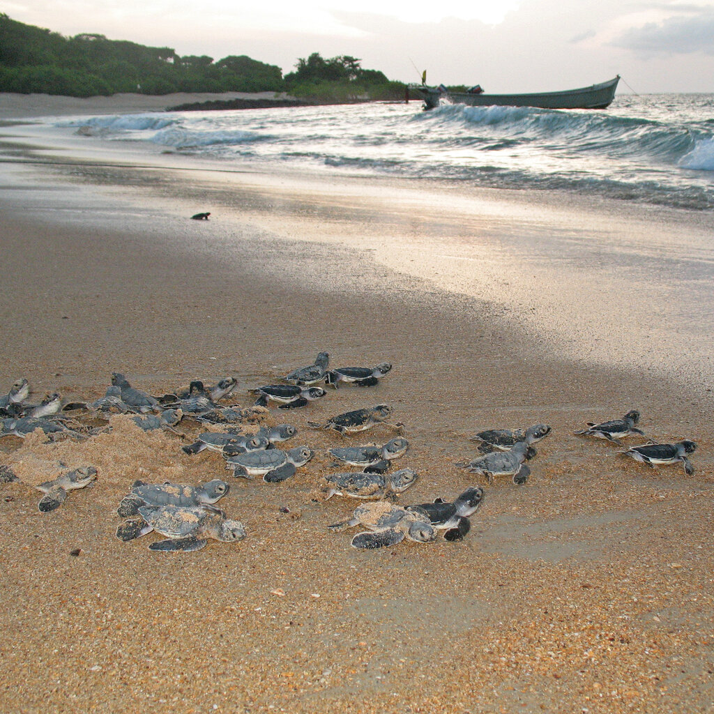 Baby turtles make their way across a sandy beach toward the ocean during the daytime. A small boat is visible in the waves.