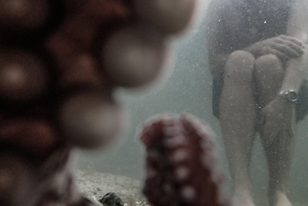 A photograph showing an octopus’s arm and suckers on the camera’s lens and a diver’s body below the shoulders.
