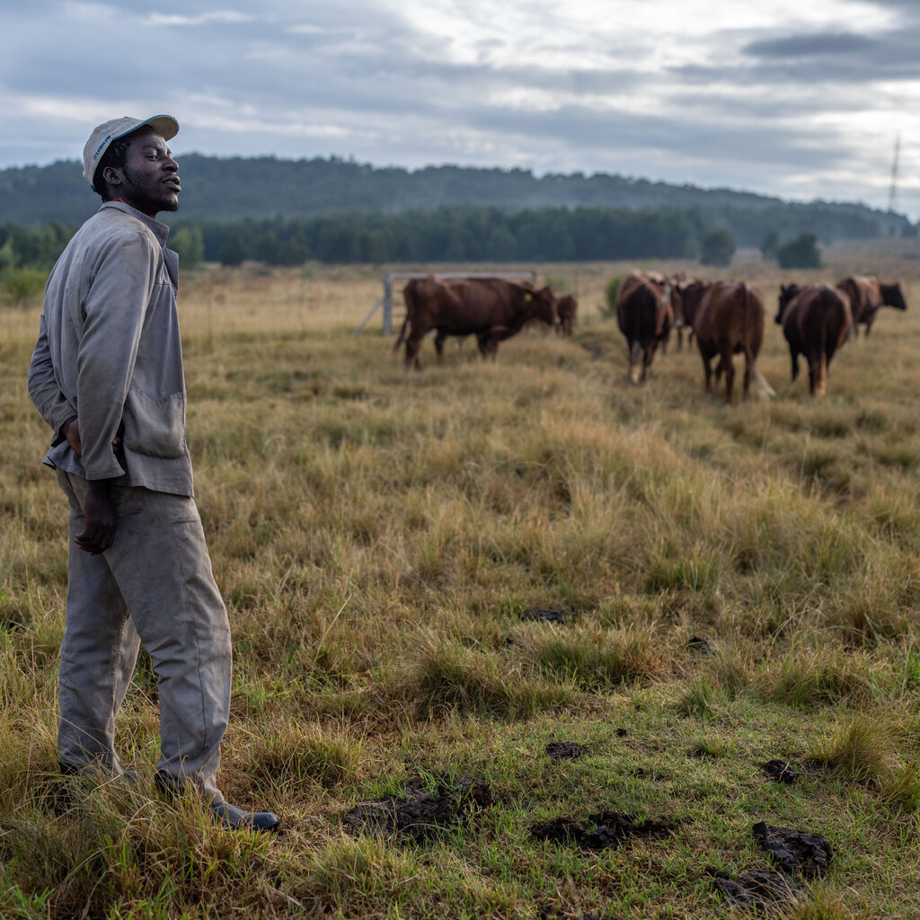A man stands by cattle in a field wearing a hat and gray outfit. 