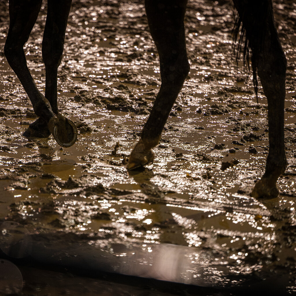 An image of horse hooves on a muddy track. 