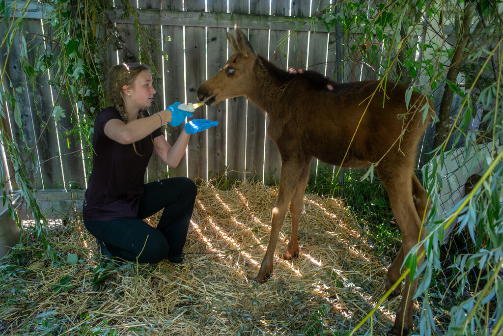 A woman in dark clothes using a bottle to feed a moose calf in a fenced-in enclosure.