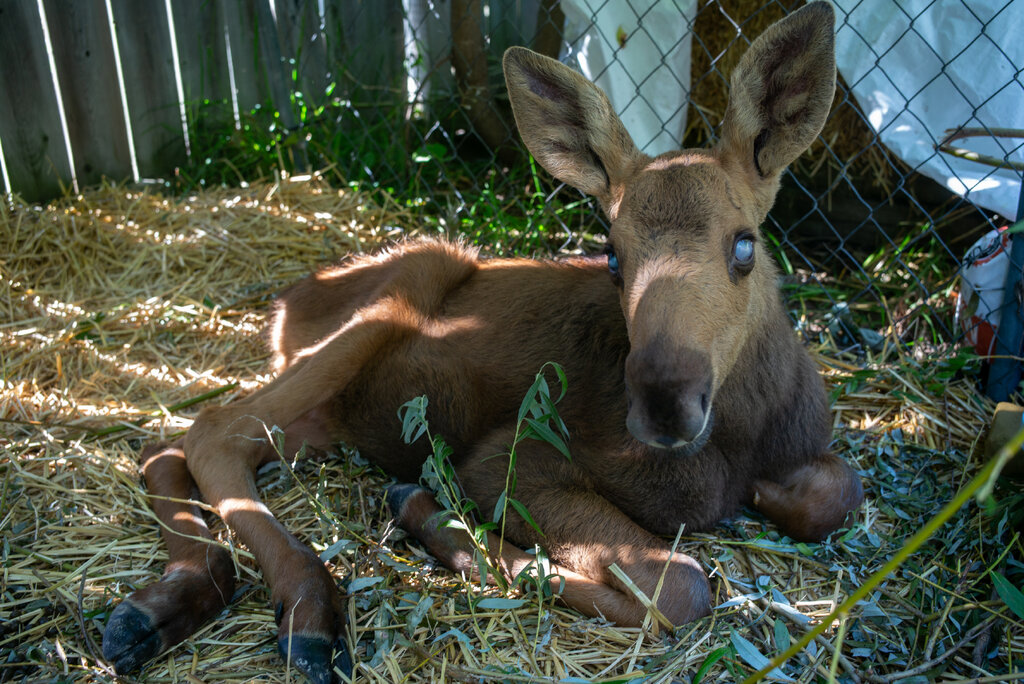 A young moose lying on the ground in front of fencing.