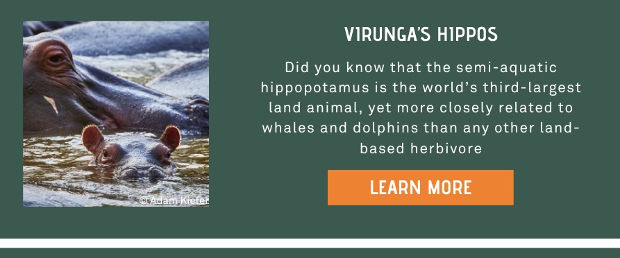 Did you know that the semi-aquatic hippopotamus is the world’s third-largest land animal, yet more closely related to whales and dolphins than any other land-based herbivore