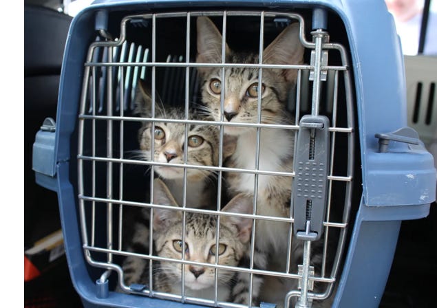 image 10.png image 10.png