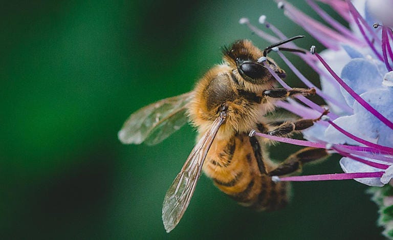 Approvato il primo vaccino per le api da miele