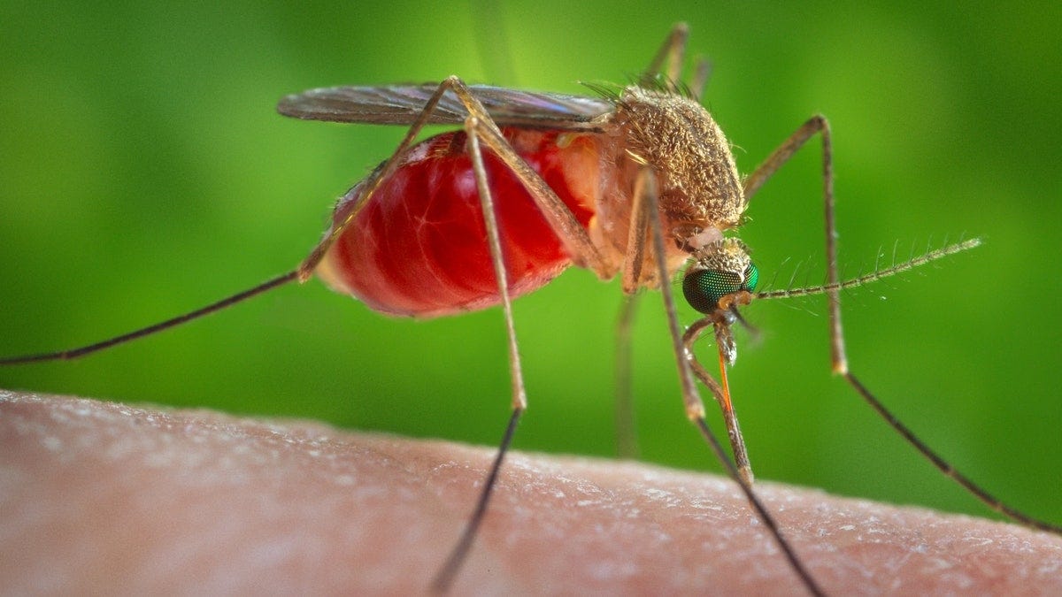 A mosquito on human skin A mosquito on human skin
