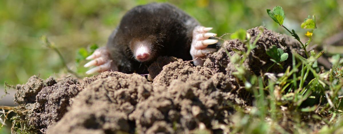 image 10.png image 10.png