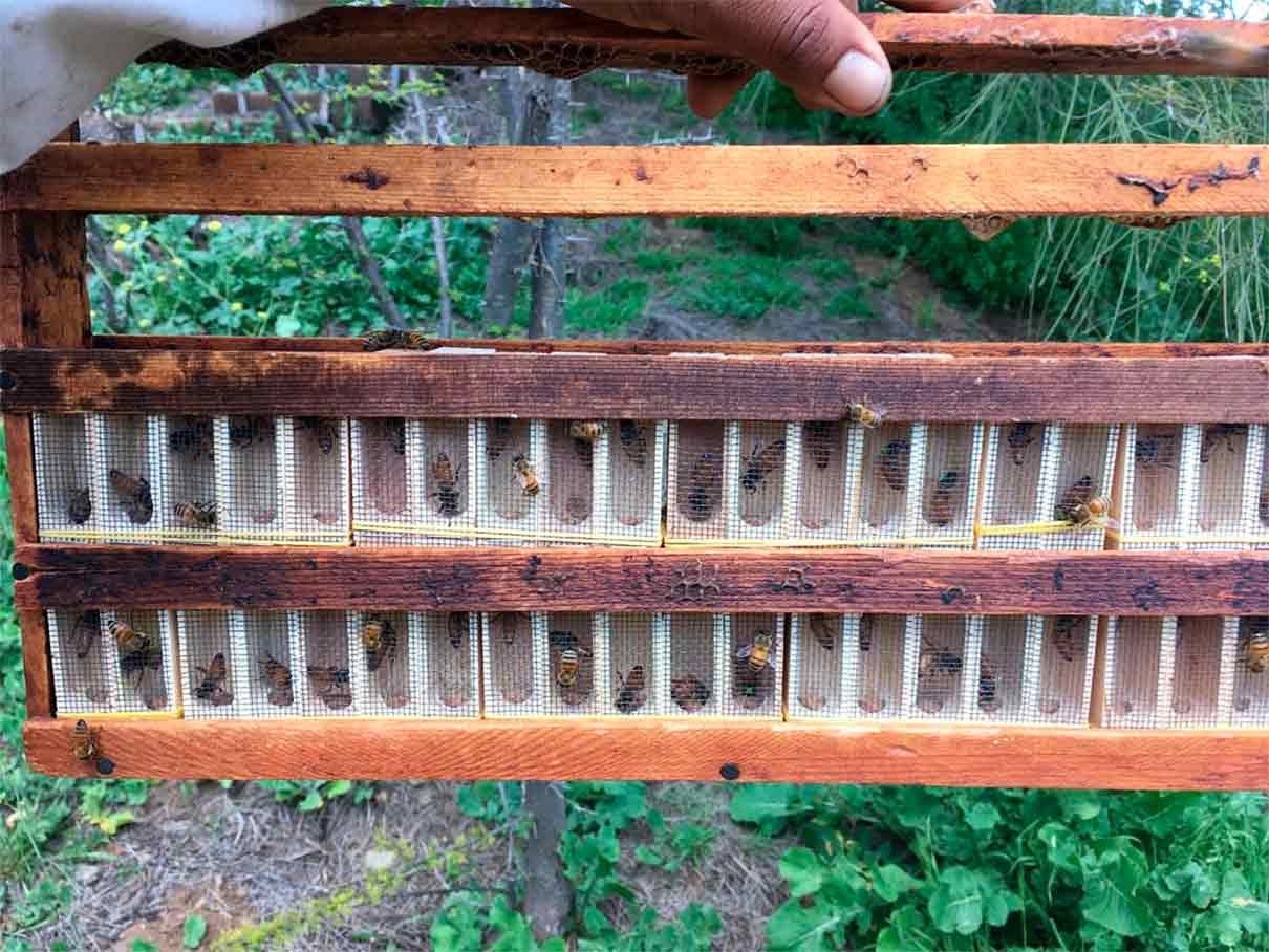 panal de banco de reinas panal de banco de reinas