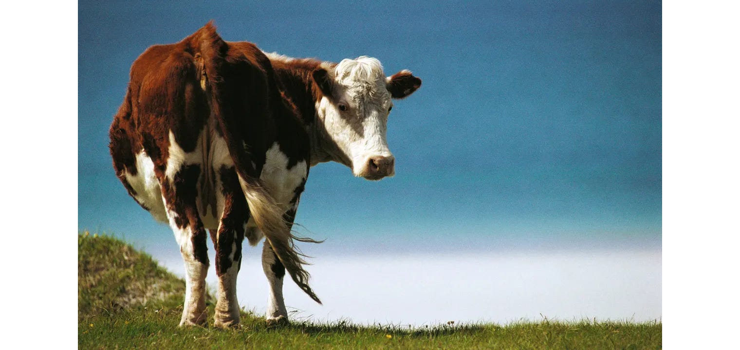 image 2.png image 2.png