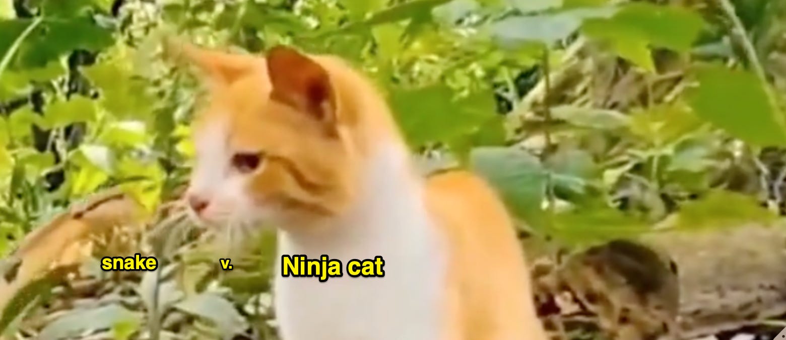 image 14.png image 14.png