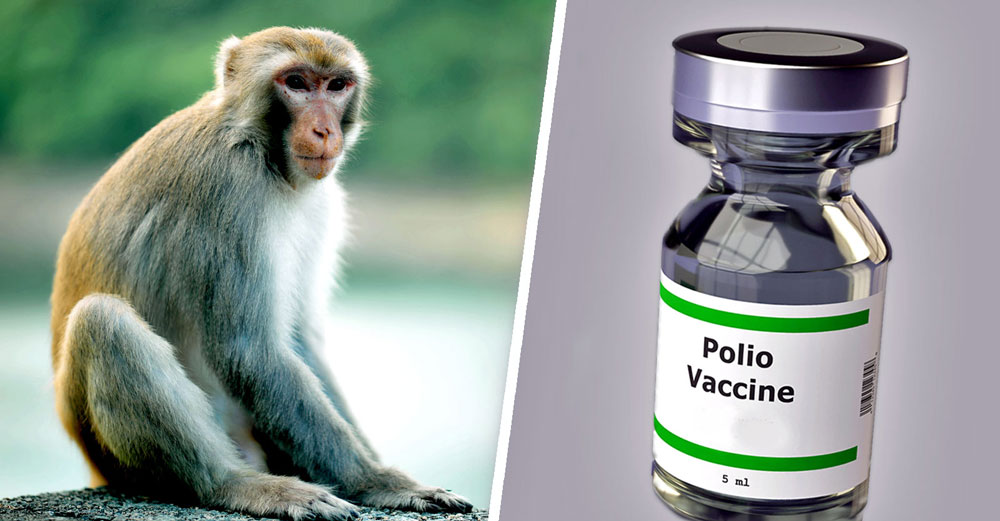 polio vaccine rhesus monkey