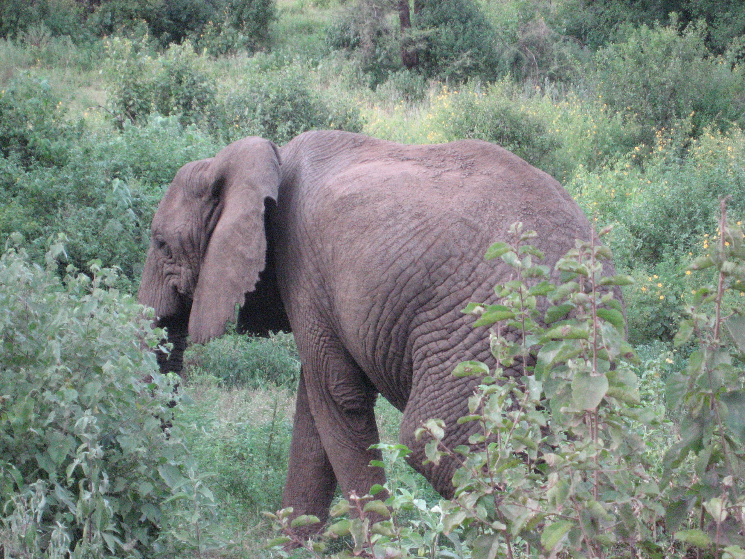 elephant not in south africa