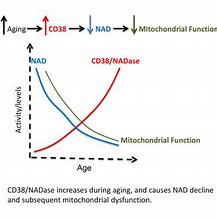 Image result for CD 38 levels aging