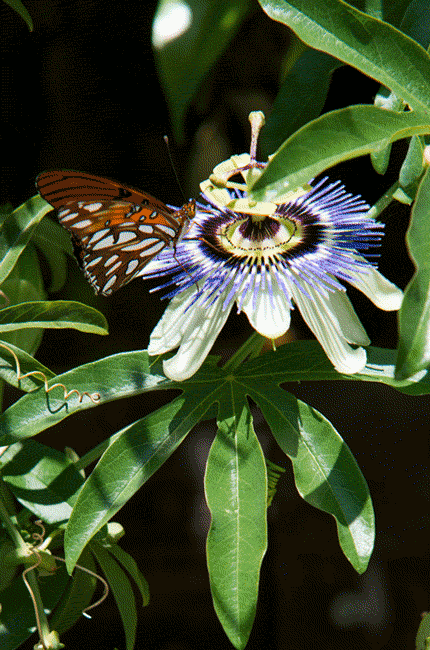 passion-butterfly-gif