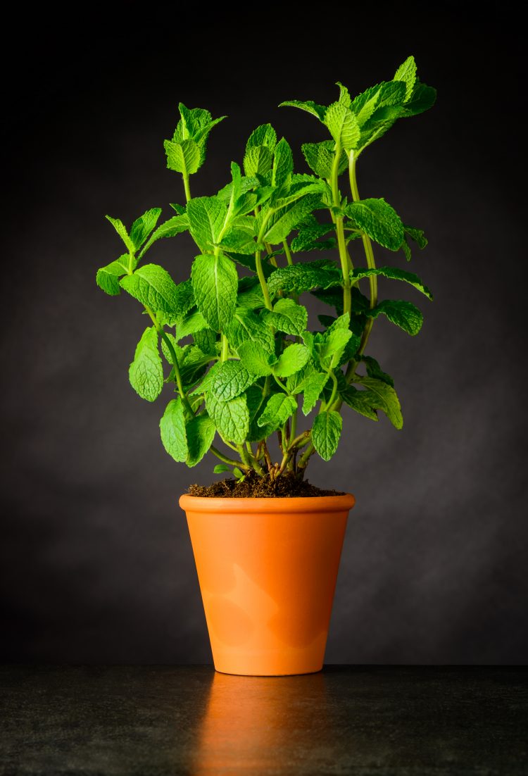 How To Grow Mint Indoors | The Peasant's Daughter