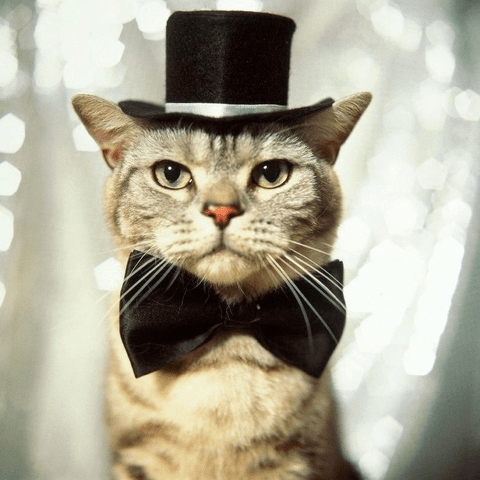 Cat in a top hat and bow tie