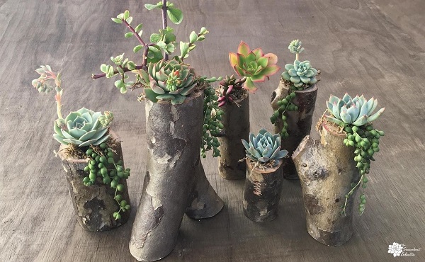 DIY Tree Branch Planters for Succulents!